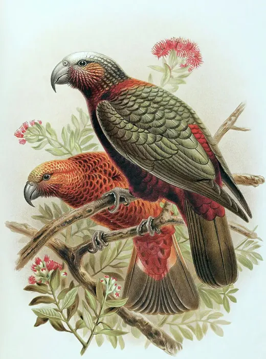 Framed Print : Kaka parrot and variety Kaka-kura. Nestor Meridionalis. (one-half natural size), 1888. Creator: Johannes Keulemans Framed Print : Kaka parrot and variety Kaka-kura. Nestor Meridionalis. (one-half natural size), 1888. Creator: Johannes Keulemans