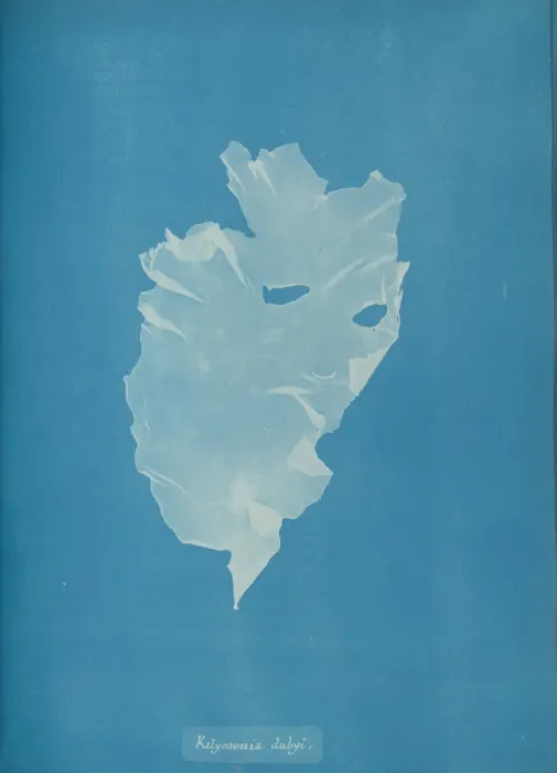 Framed Print : Kalymenia dubyi, ca. 1853. Creator: Anna Atkins Framed Print : Kalymenia dubyi, ca. 1853. Creator: Anna Atkins