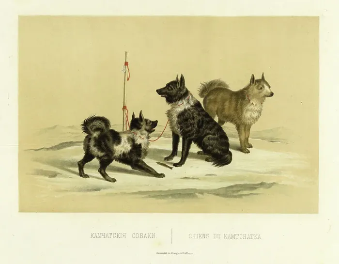 Framed Print : Kamchatka Dogs, 1856. Creator: Ivan Dem'ianovich Bulychev Framed Print : Kamchatka Dogs, 1856. Creator: Ivan Dem'ianovich Bulychev