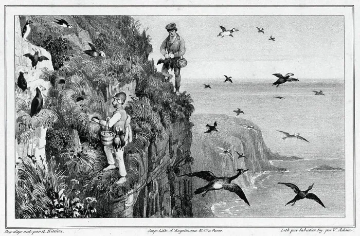 Framed Print : Kamchatka, Hunting Puffins, 19th century. Creators: Friedrich Heinrich Kittlitz, Victor Adam, Godefroy Engelmann, Leon Jean-Baptiste Sabatier Framed Print : Kamchatka, Hunting Puffins, 19th century. Creators: Friedrich Heinrich Kittlitz, Victor Adam, Godefroy Engelmann, Leon Jean-Baptiste Sabatier