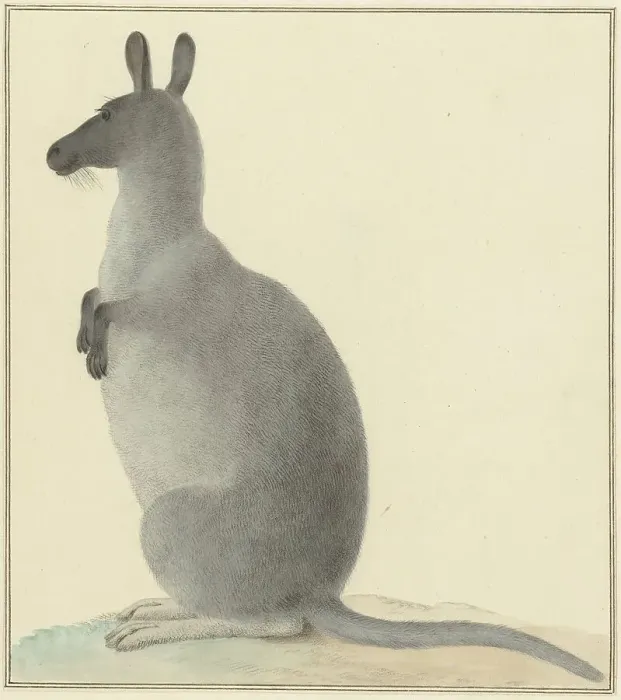 Framed Print : Kangaroo, 1763-1834. Creator: Izaak van Haastert Framed Print : Kangaroo, 1763-1834. Creator: Izaak van Haastert