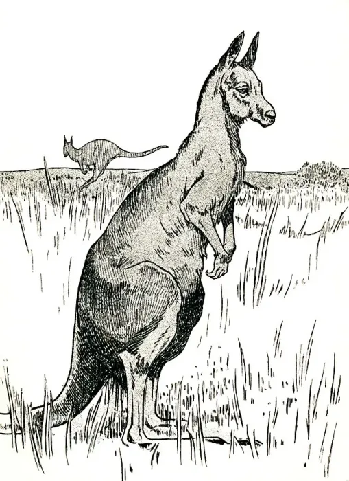 Framed Print : The Kangaroo, 1912. Artist: Charles Robinson Framed Print : The Kangaroo, 1912. Artist: Charles Robinson