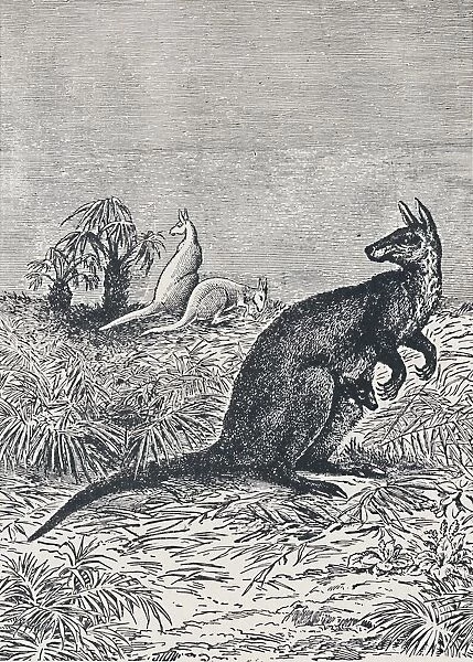 Kangaroo, 1924