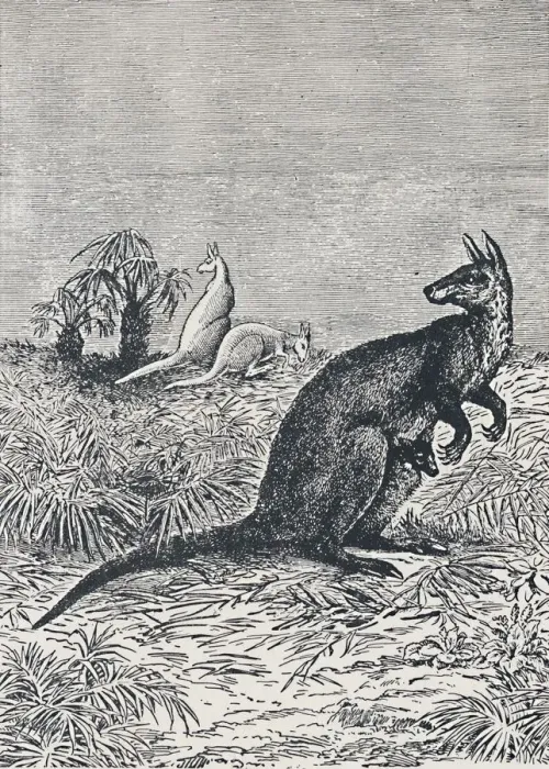 Framed Print : Kangaroo, 1924 Framed Print : Kangaroo, 1924