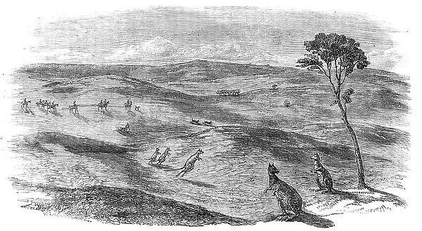 Kangaroo Hunt in Western Australia, 1857. Creator: Unknown
