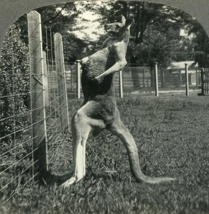 Framed Print : The Kangaroo, Native Only to Australia, Melbourne, Victoria, c1930s. Creator: Unknown Framed Print : The Kangaroo, Native Only to Australia, Melbourne, Victoria, c1930s. Creator: Unknown