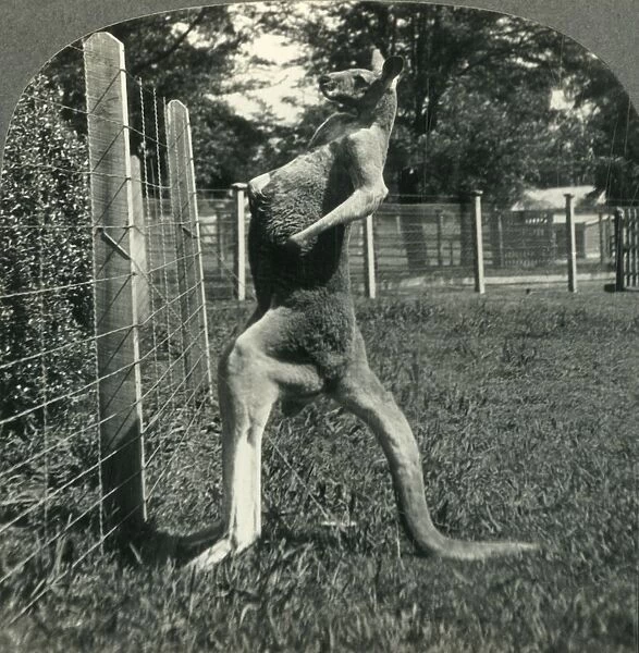 The Kangaroo, Native Only to Australia, Melbourne, Victoria, c1930s. Creator: Unknown
