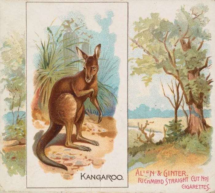 Framed Print : Kangaroo, from Quadrupeds series (N41) for Allen & Ginter Cigarettes, 1890 Framed Print : Kangaroo, from Quadrupeds series (N41) for Allen & Ginter Cigarettes, 1890