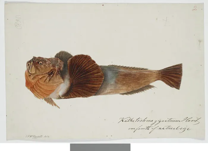 Framed Print : Kathetostoma Giganteum Haast one fourth of natural size, 1872. Creator: James Francis McCardell Framed Print : Kathetostoma Giganteum Haast one fourth of natural size, 1872. Creator: James Francis McCardell