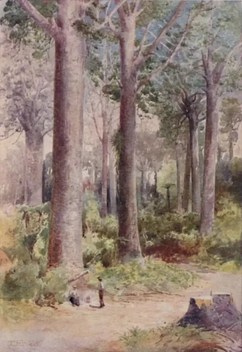 Framed Print : A Kauri Forest, 1923. Creator: Unknown Framed Print : A Kauri Forest, 1923. Creator: Unknown