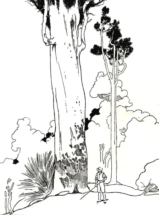 Framed Print : A Kauri Tree, 1912. Artist: Charles Robinson Framed Print : A Kauri Tree, 1912. Artist: Charles Robinson