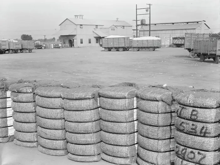 Framed Print : Kaweah Delta Cooperative cotton gin and yard, Tulare County, CA, 1938. Creator: Dorothea Lange Framed Print : Kaweah Delta Cooperative cotton gin and yard, Tulare County, CA, 1938. Creator: Dorothea Lange