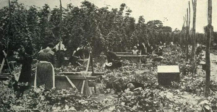 Framed Print : Kent Hops, c1948. Creator: Unknown Framed Print : Kent Hops, c1948. Creator: Unknown