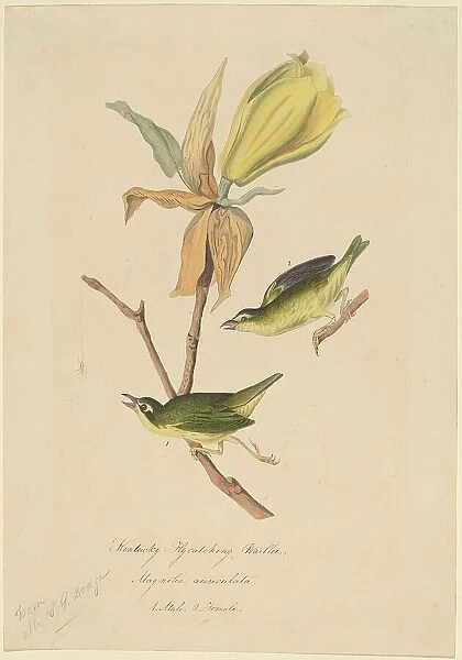Kentucky Fly-catching Warbler, 1830s. Creator: John Woodhouse Audubon
