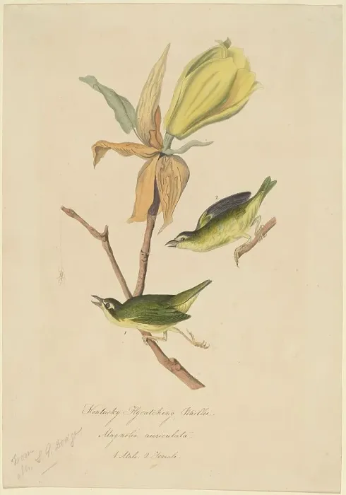 Framed Print : Kentucky Fly-catching Warbler, 1830s. Creator: John Woodhouse Audubon Framed Print : Kentucky Fly-catching Warbler, 1830s. Creator: John Woodhouse Audubon
