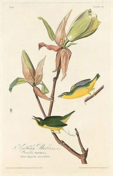 Kentucky Warbler, 1828. Creator: Robert Havell