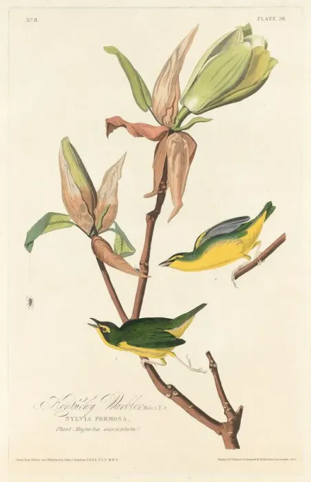 Framed Print : Kentucky Warbler, 1828. Creator: Robert Havell Framed Print : Kentucky Warbler, 1828. Creator: Robert Havell