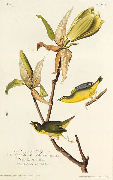 The Kentucky warbler. From The Birds of America, 1827-1838. Creator: Audubon