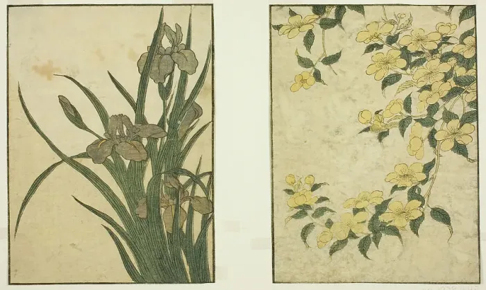 Framed Print : Kerria and Iris, from the illustrated book Picture Book: Flowers of the Four Seasons... 1801. Creator: Kitagawa Utamaro. Kerria and Iris, from the illustrated book Picture Book: Flowers of the Four Seasons... 1801. Creator: Kitagawa Utamaro Framed Print : Kerria and Iris, from the illustrated book Picture Book: Flowers of the Four Seasons... 1801. Creator: Kitagawa Utamaro. Kerria and Iris, from the illustrated book Picture Book: Flowers of the Four Seasons... 1801. Creator: Kitagawa Utamaro
