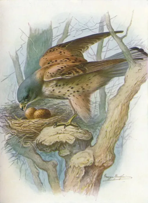 Framed Print : Kestrel - fal co tinnun culus, c1910, (1910). Artist: George James Rankin