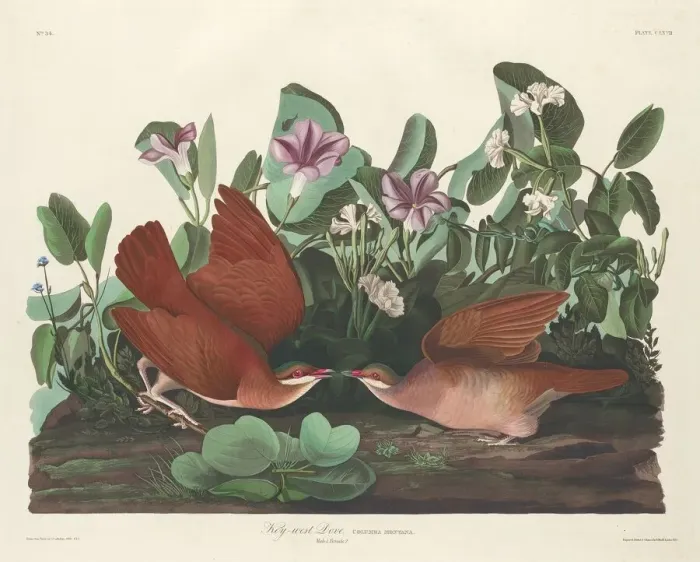 Framed Print : Key-west Dove, 1833. Creator: Robert Havell Framed Print : Key-west Dove, 1833. Creator: Robert Havell