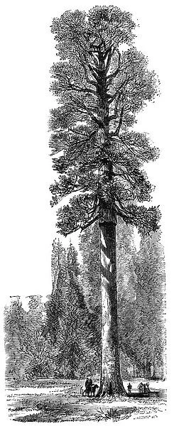 The Keystone State, Californian Redwood 325 feet high in Yosemite National Park, c1875