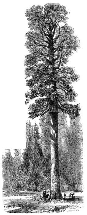 Framed Print : The Keystone State, Californian Redwood 325 feet high in Yosemite National Park, c1875 Framed Print : The Keystone State, Californian Redwood 325 feet high in Yosemite National Park, c1875