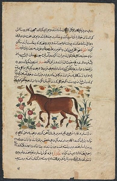 Khar (Ass), from a Nuzhat-nama-yi alai (Excellent Book of Counsel)... 1400s. Creator: Unknown