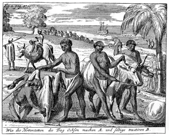 Framed Print : Khoikhois breaking-in oxen, South Africa, 18th century (1931) Framed Print : Khoikhois breaking-in oxen, South Africa, 18th century (1931)
