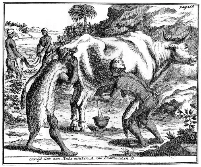Framed Print : Khoikhois milking cows and making butter, South africa, 18th century (1931) Framed Print : Khoikhois milking cows and making butter, South africa, 18th century (1931)