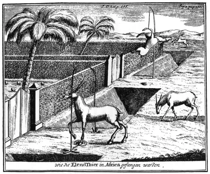 Framed Print : Khoikhois trapping antelope, South Africa, 18th century (1931) Framed Print : Khoikhois trapping antelope, South Africa, 18th century (1931)