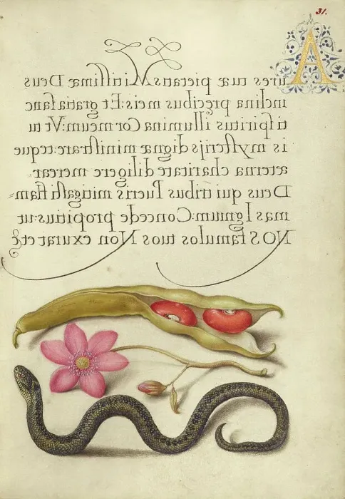 Framed Print : Kidney Bean, Poppy Anemone, and Adder, 1561-1562; illumination added 1591-1596. Creator: Joris Hoefnagel Framed Print : Kidney Bean, Poppy Anemone, and Adder, 1561-1562; illumination added 1591-1596. Creator: Joris Hoefnagel