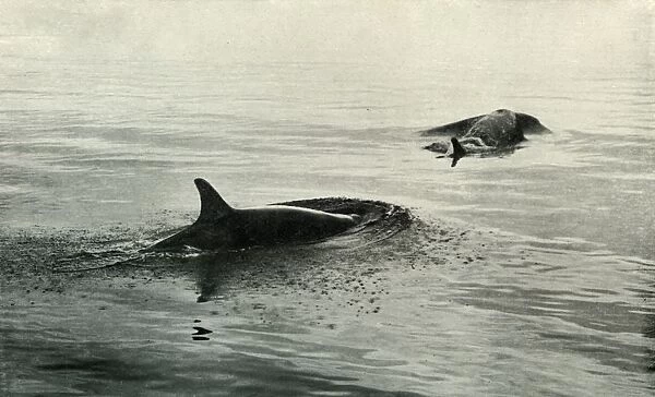 Killer Whales Rising To Blow, c1910–1913, (1913). Artist: Herbert Ponting