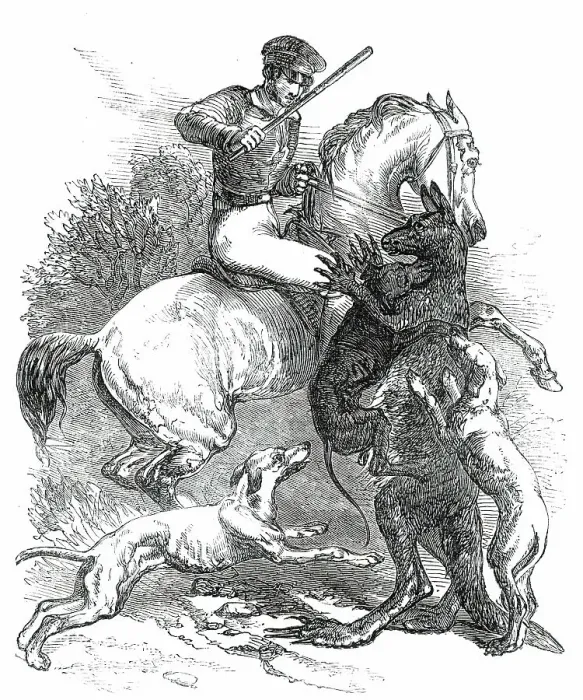 Framed Print : Killing a Boomer, 1850. Creator: Unknown. Killing a Boomer, 1850. Creator: Unknown Framed Print : Killing a Boomer, 1850. Creator: Unknown. Killing a Boomer, 1850. Creator: Unknown