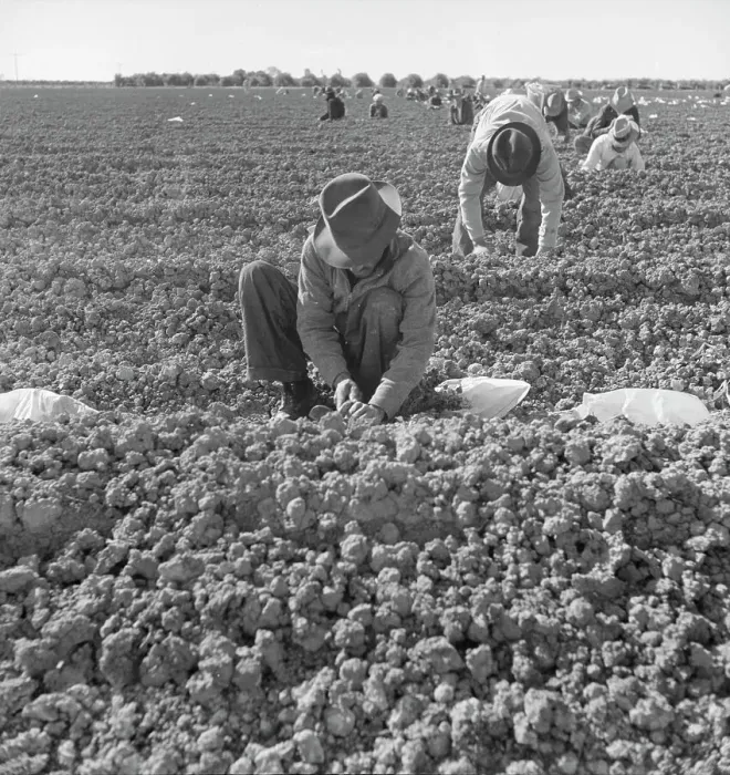 Framed Print : The kind of work drought refugees and Mexicans do in the Imperial Valley, California, 1937. Creator: Dorothea Lange Framed Print : The kind of work drought refugees and Mexicans do in the Imperial Valley, California, 1937. Creator: Dorothea Lange