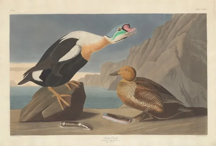 Framed Print : King Duck, 1835. Creator: Robert Havell Framed Print : King Duck, 1835. Creator: Robert Havell