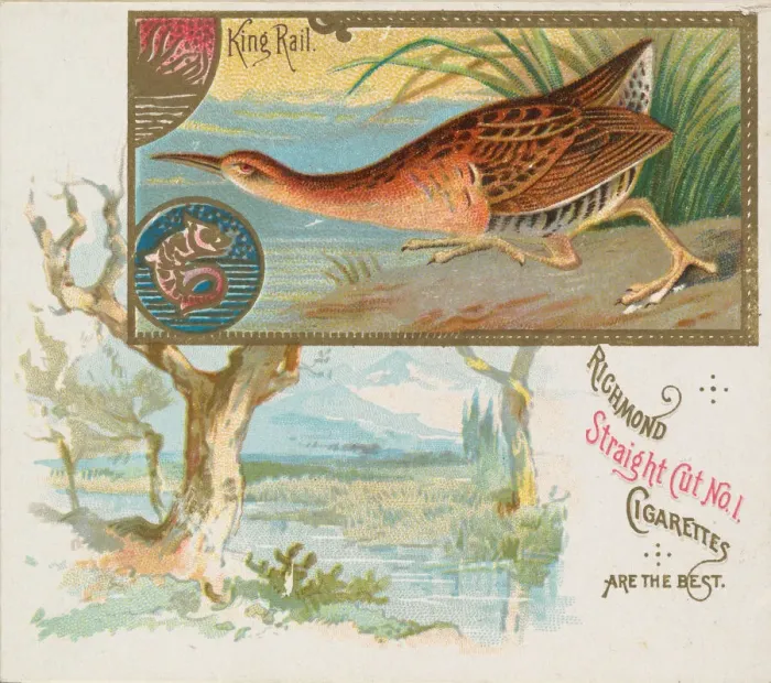 Framed Print : King Rail, from the Game Birds series (N40) for Allen & Ginter Cigarettes, 1888-90 Framed Print : King Rail, from the Game Birds series (N40) for Allen & Ginter Cigarettes, 1888-90