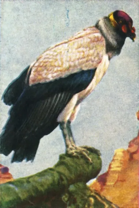Framed Print : King vulture, c1928. Creator: Unknown Framed Print : King vulture, c1928. Creator: Unknown