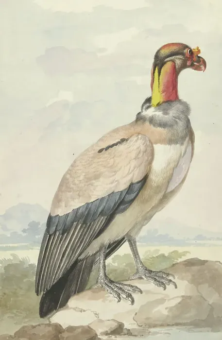 Framed Print : King vulture (Sarcoramphus papa), 1758. Creator: Aert Schouman Framed Print : King vulture (Sarcoramphus papa), 1758. Creator: Aert Schouman
