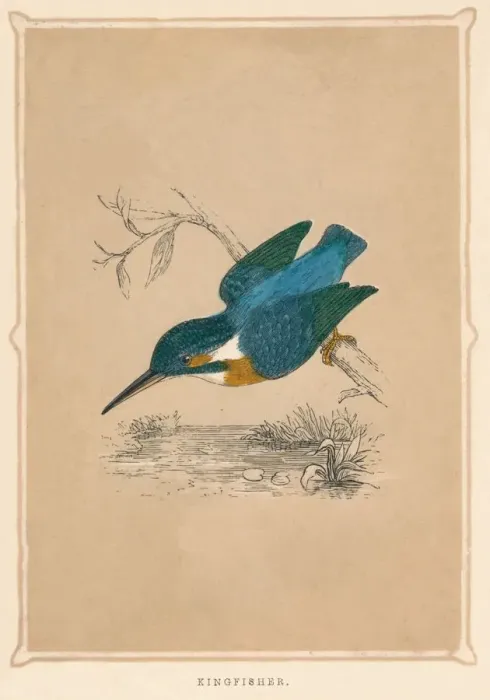 Framed Print : Kingfisher, (Alcedines), c1850, (1856) Framed Print : Kingfisher, (Alcedines), c1850, (1856)
