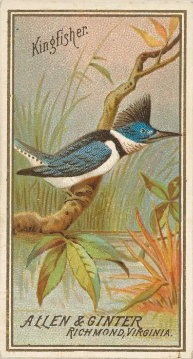 Framed Print : Kingfisher, from the Birds of America series (N4) for Allen & Framed Print : Kingfisher, from the Birds of America series (N4) for Allen &