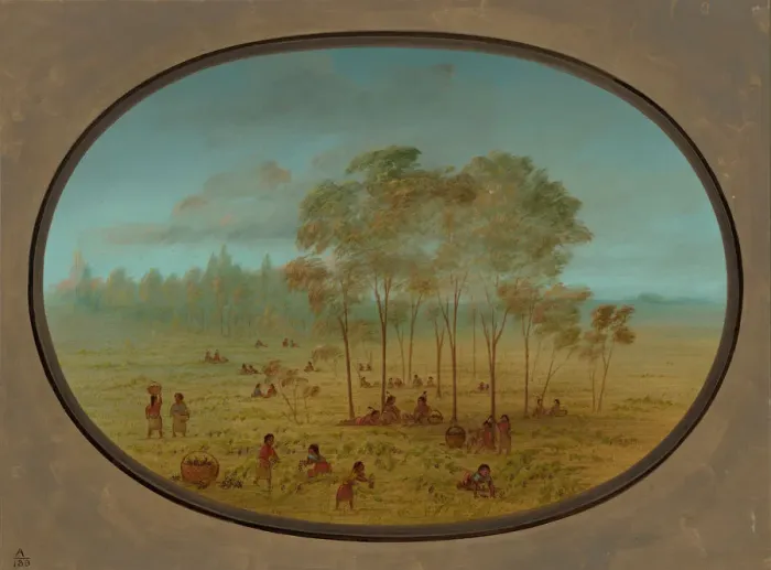 Framed Print : Kiowa Indians Gathering Wild Grapes, 1861 / 1869. Creator: George Catlin Framed Print : Kiowa Indians Gathering Wild Grapes, 1861 / 1869. Creator: George Catlin