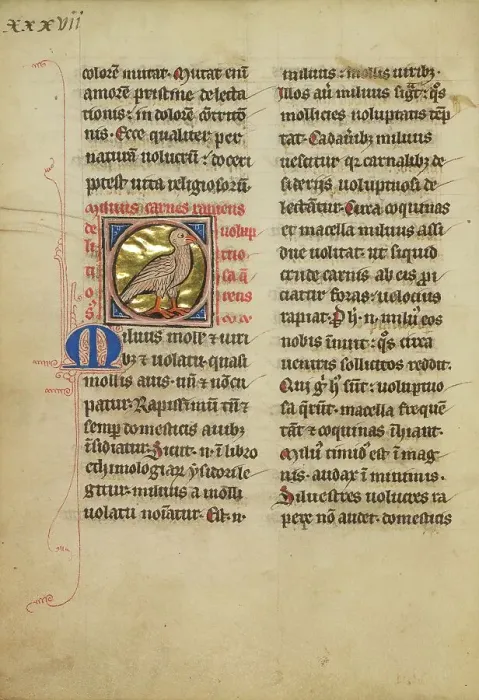 Framed Print : A Kite (Bird); De Natura Avium; De Pastoribus et Ovibus, On the Soul, 1277 or after. Creator: Unknown Framed Print : A Kite (Bird); De Natura Avium; De Pastoribus et Ovibus, On the Soul, 1277 or after. Creator: Unknown