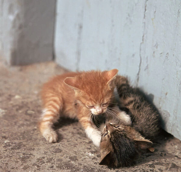 Kittens in Heracleion, Crete