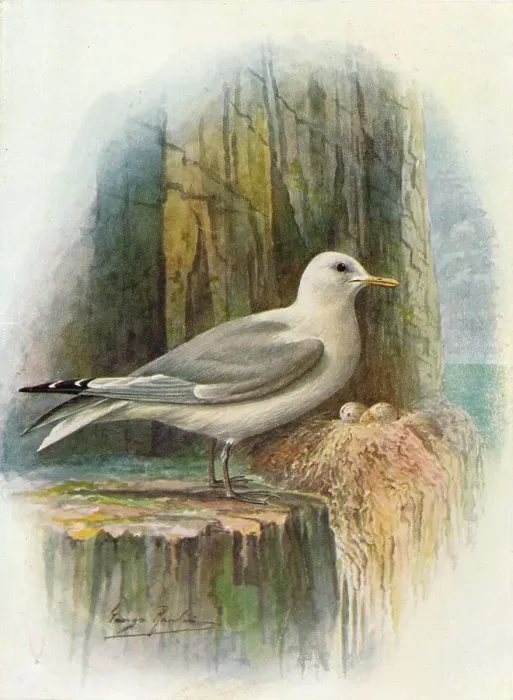Framed Print : Kittiwake - Ris sa tridac tyla, c1910, (1910). Artist: George James Rankin Framed Print : Kittiwake - Ris sa tridac tyla, c1910, (1910). Artist: George James Rankin