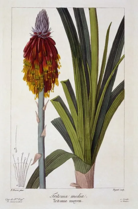 Framed Print : Kniphofia, pub. 1836. Creator: Panacre Bessa (1772-1846) Framed Print : Kniphofia, pub. 1836. Creator: Panacre Bessa (1772-1846)