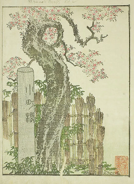 Komachi Cherry Tree (Komachi zakura), from the illustrated book 'Picture Book of... c. 1802. Creator: Hokusai. Komachi Cherry Tree (Komachi zakura), from the illustrated book 'Picture Book of... c. 1802. Creator: Hokusai