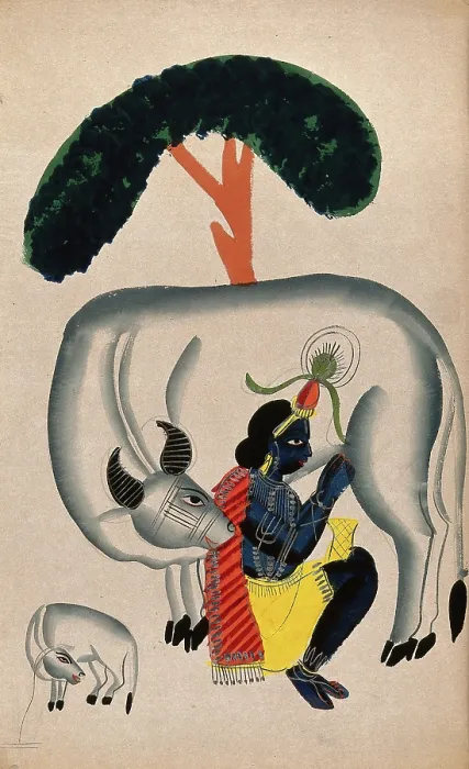 Framed Print : Krishna milking a cow while the calf looks. Creator: Unknown Framed Print : Krishna milking a cow while the calf looks. Creator: Unknown