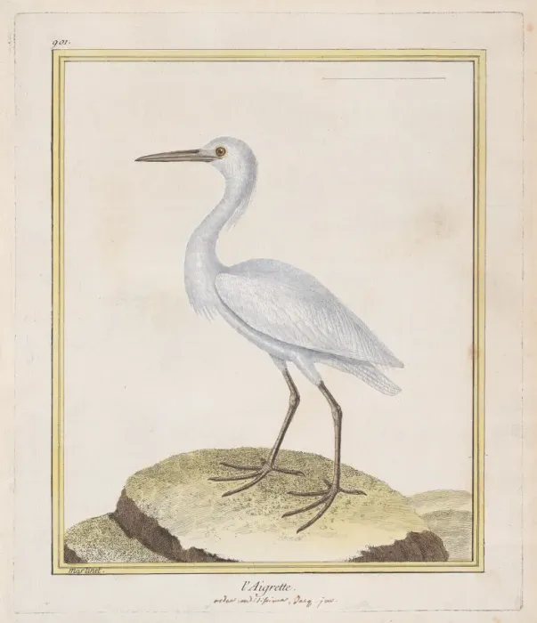 Framed Print : L Aigrette (Egret), 1770-86. Creator: Francois Nicolas Martinet Framed Print : L Aigrette (Egret), 1770-86. Creator: Francois Nicolas Martinet