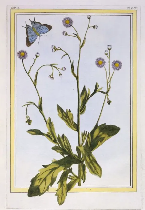 Framed Print : L Erigeron de Philadelphie (Canadian Fleabane), pub. 1776. Creator: Pierre Joseph Buchoz Framed Print : L Erigeron de Philadelphie (Canadian Fleabane), pub. 1776. Creator: Pierre Joseph Buchoz